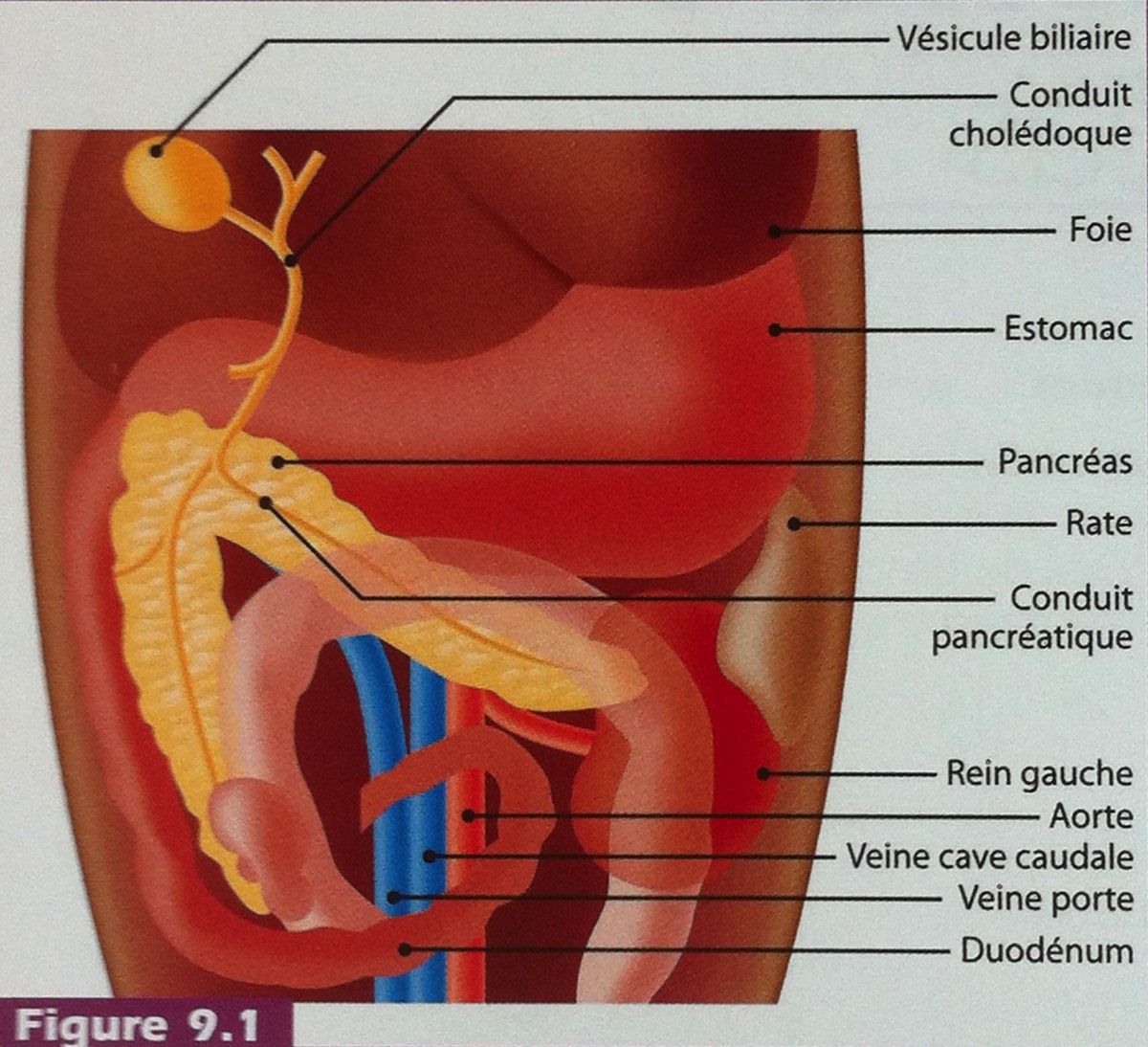 Anatomie échographique du pancréas | Pense-bête